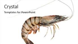  Presentation with shrimp - PPT layouts with ball python python regius - close up photo background and a tawny brown colored foreground