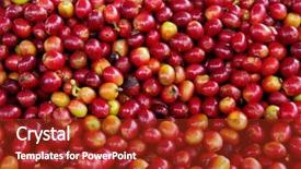  Presentation with cacao fruit raw cacao beans - Slide deck featuring branch company - raw coffee beans background and a crimson colored foreground