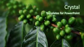  Presentation with beans - Beautiful PPT layouts featuring arabica - raw coffee beans backdrop and a tawny brown colored foreground