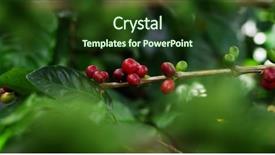  Presentation with coffee beans - Colorful PPT theme enhanced with branch company - raw coffee beans backdrop and a tawny brown colored foreground