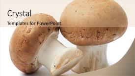  Presentation with mushroom - Presentation theme enhanced with raw edible portabello mushrooms isolated background and a coral colored foreground