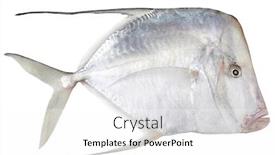  Presentation with fish - PPT layouts featuring raw-eubleekeria-splendens-fish-isolated background and a white colored foreground