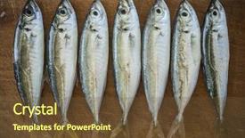  Presentation with fish - Audience pleasing PPT theme consisting of raw fish scad over natural backdrop and a  colored foreground