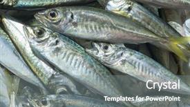  Presentation with fish - Slide deck having raw fish scad over natural background and a gray colored foreground