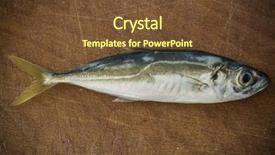  Presentation with natural islami - Presentation theme consisting of raw fish scad over natural background and a  colored foreground