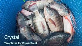  Presentation with fishing net - Slide deck featuring raw fresh freshwater fish background and a ocean colored foreground