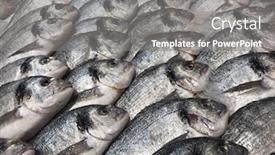  Presentation with fish - Audience pleasing presentation consisting of raw-fresh-gilt-head-bream backdrop and a gray colored foreground