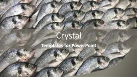  Presentation with fish - Audience pleasing PPT theme consisting of raw-fresh-gilt-head-bream backdrop and a gray colored foreground