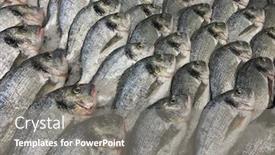  Presentation with fresh bread subway food - Presentation theme enhanced with raw-fresh-gilt-head-bream background and a gray colored foreground