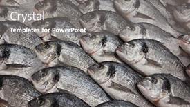  Presentation with fish - Beautiful PPT layouts featuring raw-fresh-gilt-head-bream backdrop and a gray colored foreground