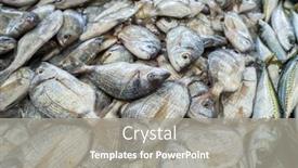  Presentation with fish - Slide deck having raw-fresh-gilt-head-bream background and a gray colored foreground
