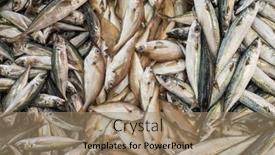  Presentation with market - Presentation enhanced with raw-fresh-sea-fish background and a coral colored foreground