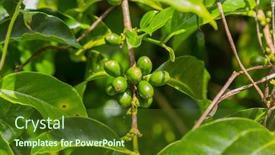  Presentation with green coffee beans - Colorful PPT theme enhanced with raw-green-coffee-beans backdrop and a tawny brown colored foreground