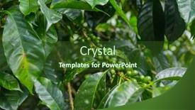  Presentation with green coffee beans - Slide set featuring raw-green-coffee-beans background and a tawny brown colored foreground