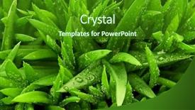  Presentation with cosmetic - Presentation theme having raw materials cosmetic - aloe leaves background and a forest green colored foreground
