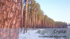  Presentation with renewable energy - Colorful presentation enhanced with raw materials product - pine pinus sylvestris forest backdrop and a  colored foreground