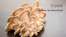  Presentation with oyster - Presentation theme having raw oyster mushrooms on table background and a lemonade colored foreground
