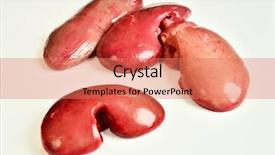  Presentation with kidney - Colorful theme enhanced with raw pork kidneys backdrop and a coral colored foreground