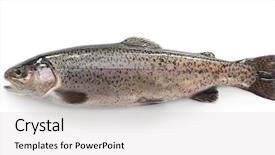  Presentation with trout - Slides enhanced with raw rainbow trout isolated background and a light gray colored foreground