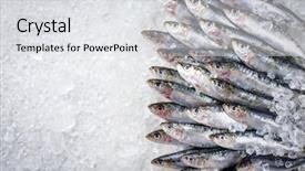  Presentation with ice - Slides with raw sardine on ice offered background and a light gray colored foreground