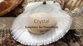  Presentation with shell - Beautiful PPT theme featuring raw scallops opened shell backdrop and a coral colored foreground