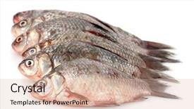  Presentation with top view of fresh fish - Beautiful PPT layouts featuring raw seafood - fresh fishes isolated on white backdrop and a  colored foreground