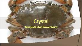  Presentation with crab - Presentation design consisting of raw seafood - mud crab female isolated background and a tawny brown colored foreground