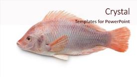  Presentation with fish - Colorful presentation theme enhanced with raw single red tilapia fish backdrop and a sky blue colored foreground