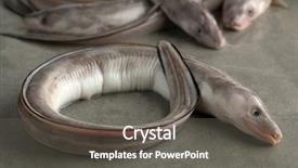  Presentation with seafood - PPT theme enhanced with raw young european conger eel background and a dark gray colored foreground