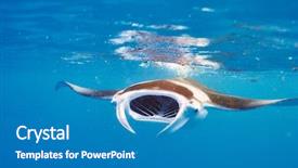  Presentation with plankton - Presentation with ray floating underwater among plankton background and a teal colored foreground