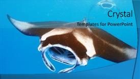  Presentation with plankton - PPT theme having ray floating underwater among plankton background and a teal colored foreground