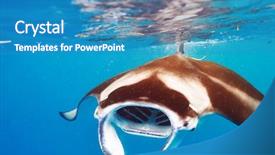  Presentation with plankton - Beautiful PPT theme featuring ray floating underwater among plankton backdrop and a teal colored foreground