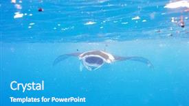  Presentation with plankton - Presentation design consisting of ray floating underwater among plankton background and a teal colored foreground