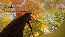  Presentation with green nature - Presentation theme consisting of ray light - autumn forest trees nature green background and a gold colored foreground