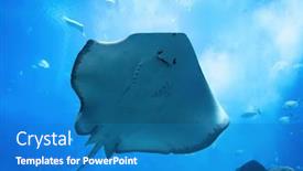  Presentation with flatfish - PPT theme with ray-or-flatfish-underwater-tropical background and a teal colored foreground