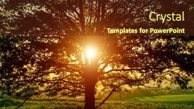  Presentation with pine trees sun shining through - Slide set consisting of rays-of-the-rising-sun background and a tawny brown colored foreground