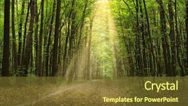  Presentation with pine trees sun shining through - Presentation theme featuring rays through branches of tree background and a tawny brown colored foreground