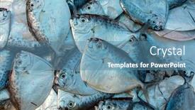  Presentation with razor - PPT layouts enhanced with razor-moonfish-mene-maculata-raw background and a teal colored foreground