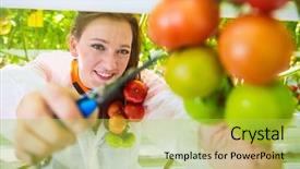  Presentation with harvest - PPT theme featuring reaching for a ripe truss background and a yellow colored foreground