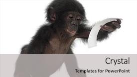  Presentation with baby sitting - Beautiful presentation featuring reading theme - baby bonobo pan paniscus 4 backdrop and a light gray colored foreground