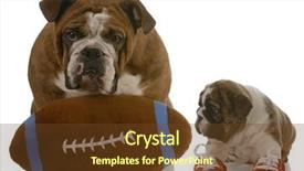  Presentation with english bulldog - Presentation having ready to teach the game background and a  colored foreground