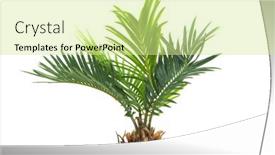  Presentation with palm tree - 