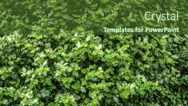  Presentation with holly - Presentation design enhanced with real holly leaves background and a tawny brown colored foreground