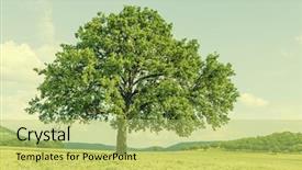  Presentation with lonely - Colorful presentation design enhanced with real lonely tree in summer backdrop and a yellow colored foreground