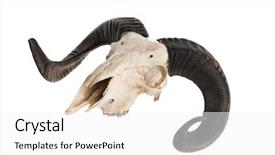  Presentation with skull - Audience pleasing presentation theme consisting of real ram skull with horn backdrop and a white colored foreground