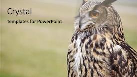  Presentation with eagle - Slide deck having rear end - eagle owl an eagle owl background and a  colored foreground