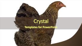 Presentation with hen - Beautiful slide deck featuring rear of brahma hen isolated backdrop and a  colored foreground