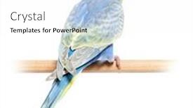  Presentation with rainbow - Presentation with rear-view-of-a-blue background and a white colored foreground