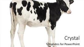  Presentation with rear view mirror - Slide deck enhanced with rear view of a calf background and a white colored foreground