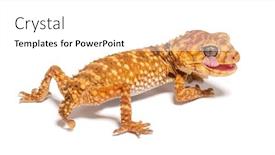  Presentation with rough - Presentation featuring rear-view-of-a-centralian background and a white colored foreground